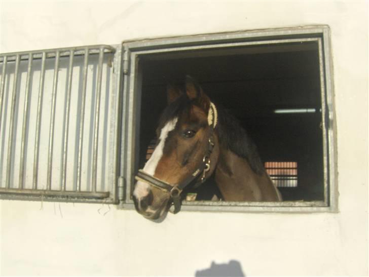 DSP Ringo   Død d. ( 10/9-14) - Tak for denne gang. billede 20