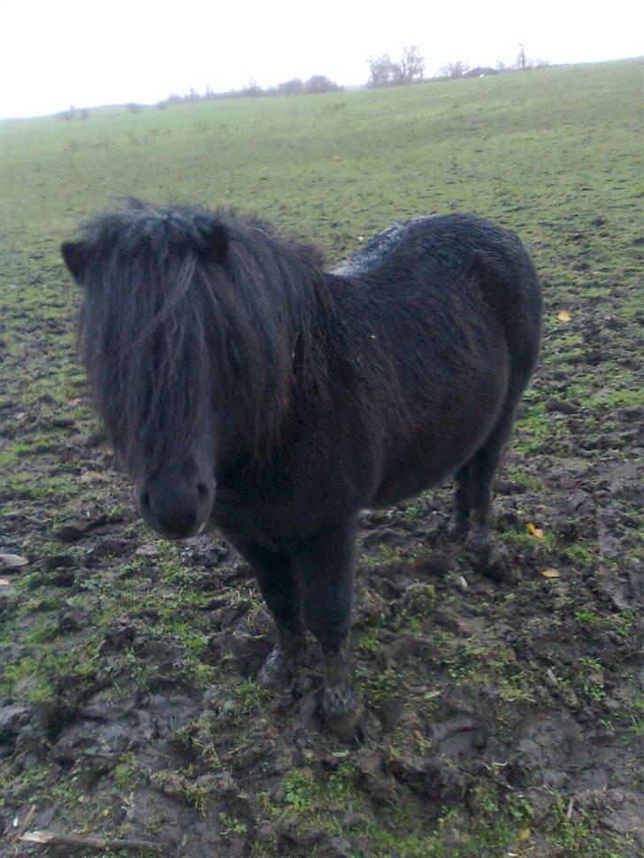 Shetlænder flaubert - kigger billede 7