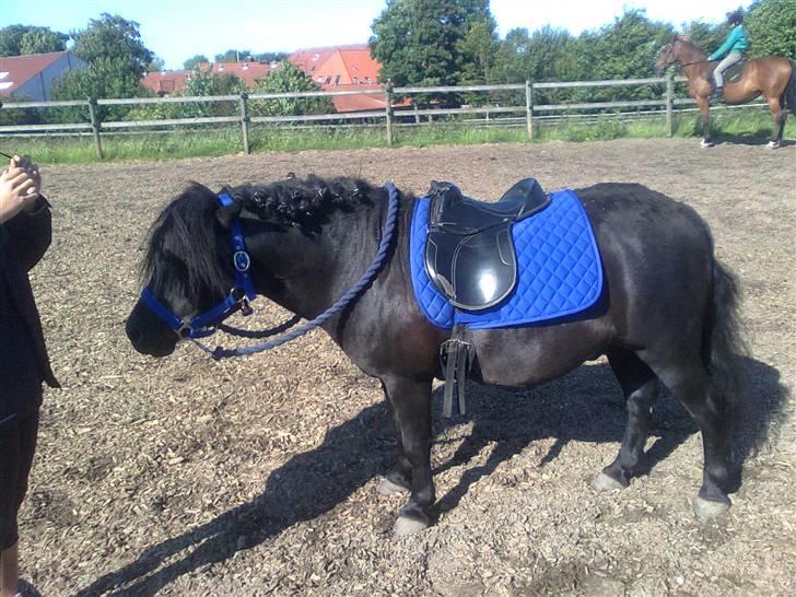 Shetlænder flaubert - spiser billede 8