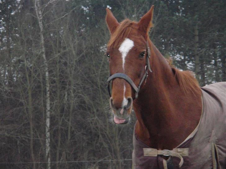 Sportsaraber (A) Loucky - Er jeg ikke bare fotogen ? - Det er en flot tunge jeg har ikk´ ! billede 14