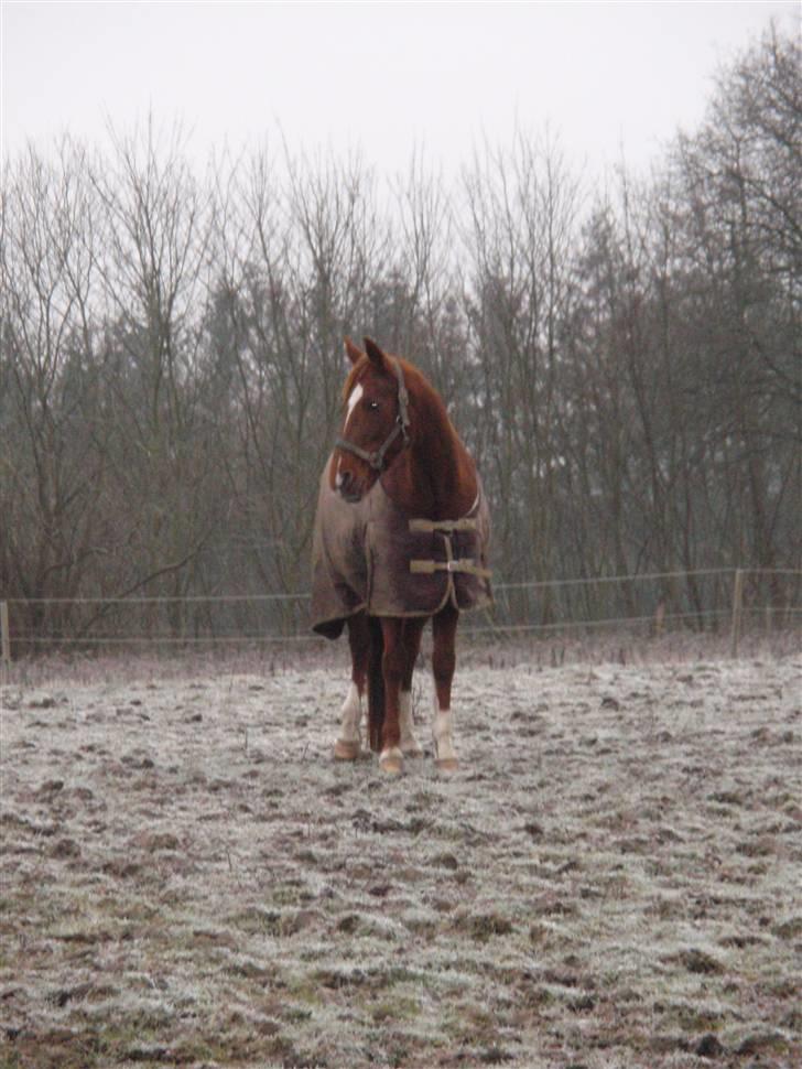 Sportsaraber (A) Loucky - Er det Maccoy jeg kan se derovre ? - Han er bare så sød .. billede 15