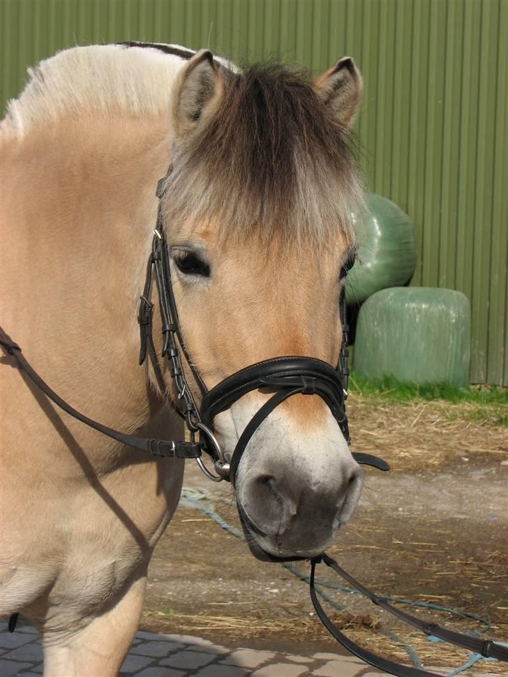 Fjordhest aika romeo(part)... billede 1