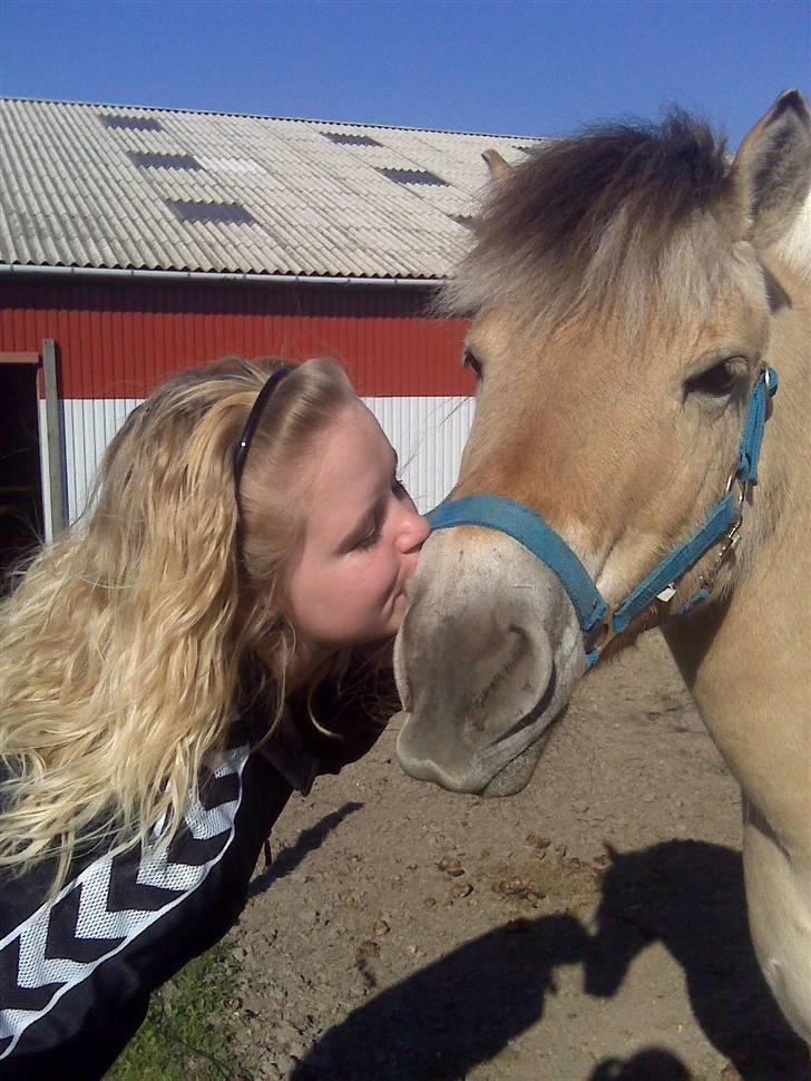 Fjordhest aika romeo(part)... - Aika :* billede 2