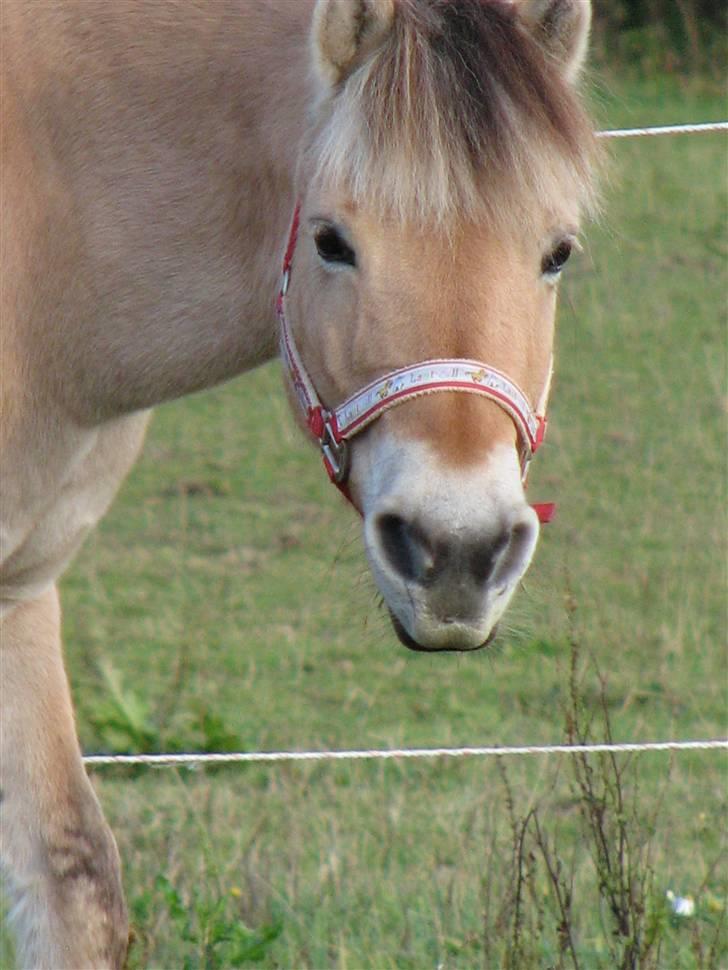 Fjordhest aika romeo(part)... - 29.10.08... billede 3