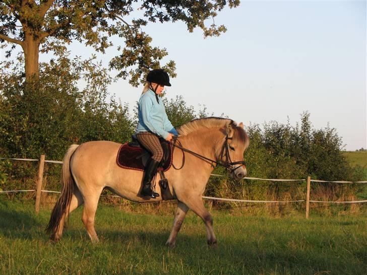 Fjordhest aika romeo(part)... - d.6.10.08... billede 4