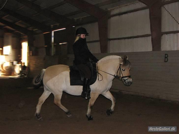 Fjordhest aika romeo(part)... billede 5