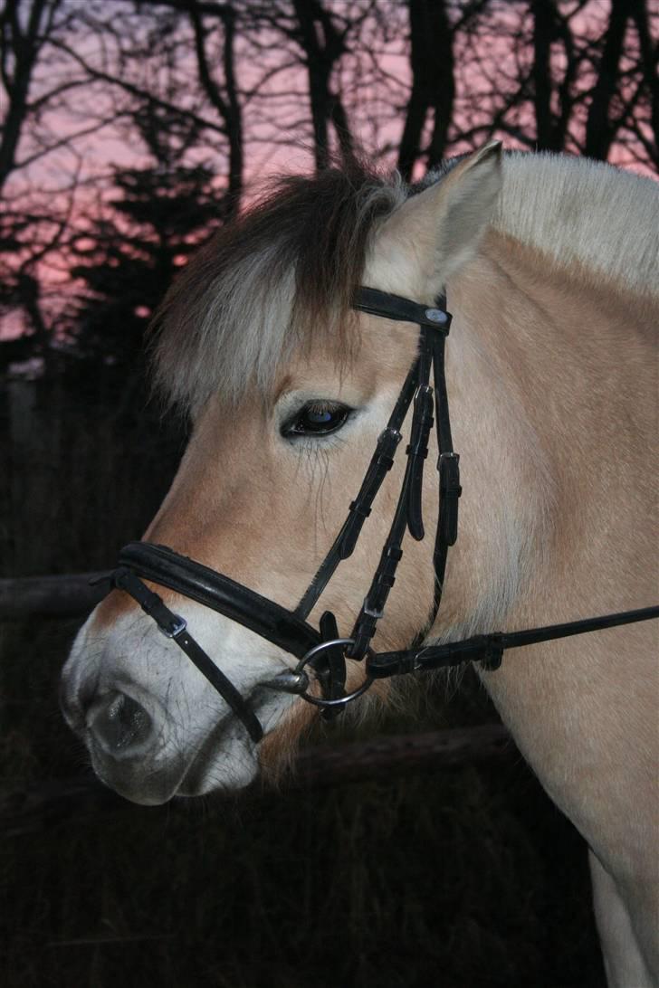 Fjordhest aika romeo(part)... - d.8.11.08... billede 6