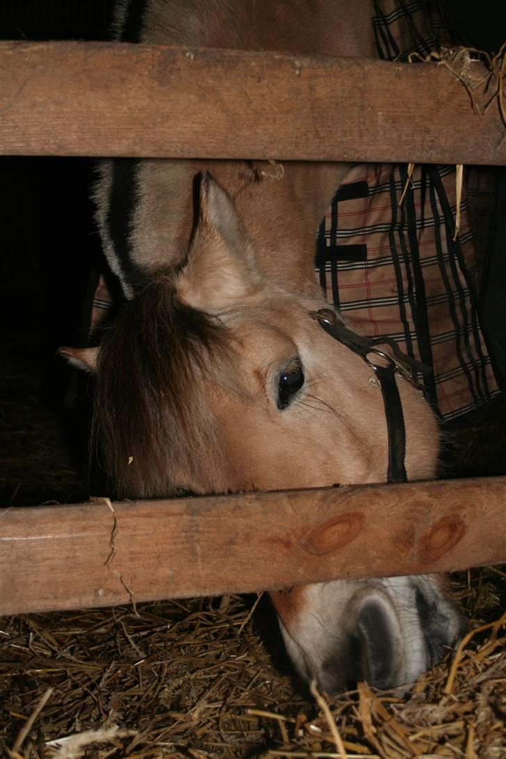 Fjordhest aika romeo(part)... - d.27.11.08... billede 7