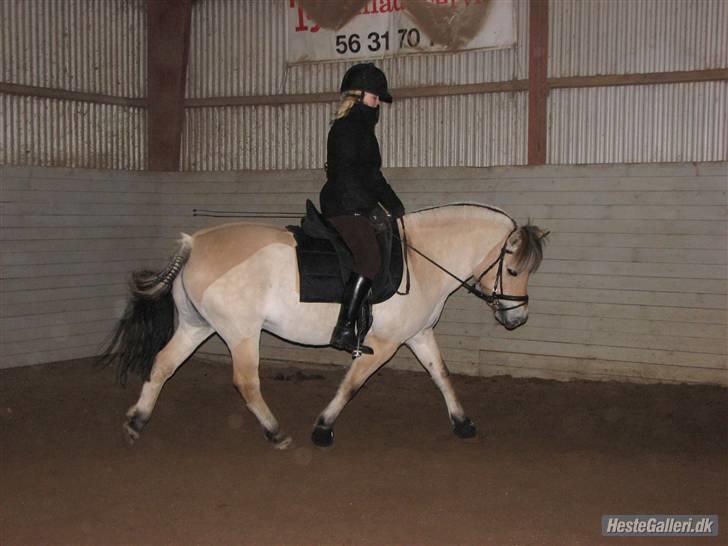 Fjordhest aika romeo(part)... billede 8