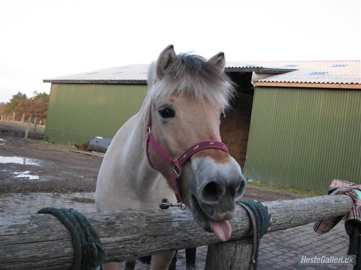 Fjordhest aika romeo(part)... - fordi: hun er en bisse (: billede 9