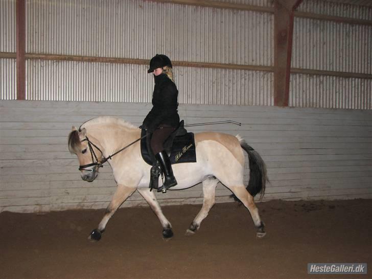 Fjordhest aika romeo(part)... billede 10