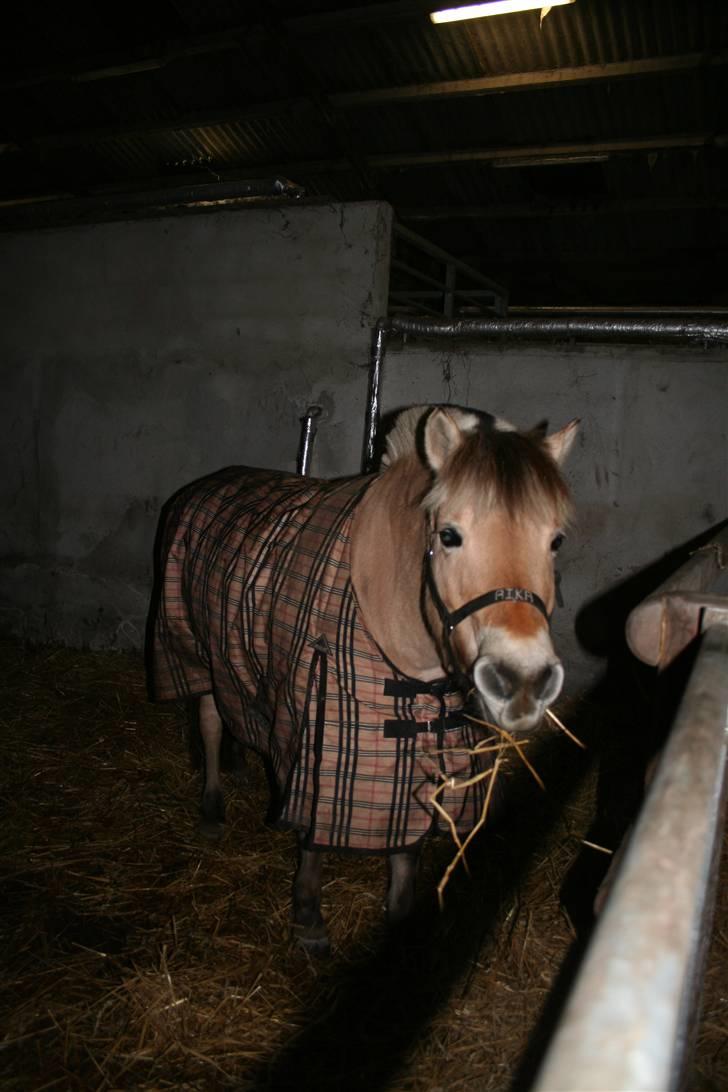 Fjordhest aika romeo(part)... - d.27.11.08... billede 11