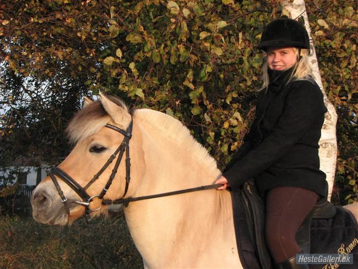 Fjordhest aika romeo(part)... billede 14