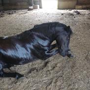 Islænder Lillelunds Nicki Junior--Min Bedsteven--