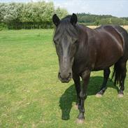 Islænder Lillelunds Nicki Junior--Min Bedsteven--