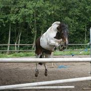 Pinto Fantasi (Fanny)