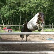 Pinto Fantasi (Fanny)