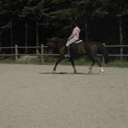 New Forest Nygaards Quando - Solgt