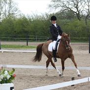 Hollandsk Sportspony Amigo - solgt.