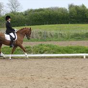 Hollandsk Sportspony Amigo - solgt.