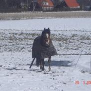 Welsh Pony af Cob-type (sec C) -Kenzo
