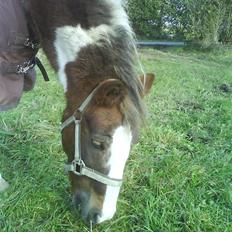 Anden særlig race Indy