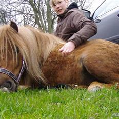 Shetlænder Søndergårds Frida