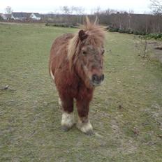 Shetlænder Flicka<3    R.I.P