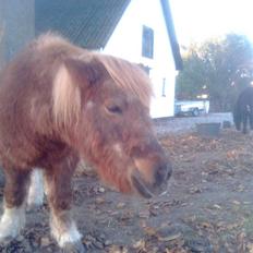 Shetlænder Flicka<3    R.I.P