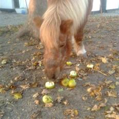 Shetlænder Flicka<3    R.I.P