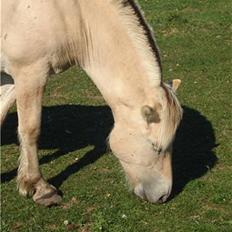 Fjordhest josef Godthaab R.I.P