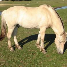 Fjordhest josef Godthaab R.I.P