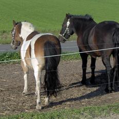 Anden særlig race Viktor (solgt) ;(