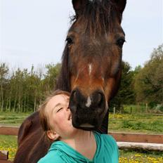Anden særlig race Aavangs Mikado, Svampebob