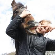 Anden særlig race Aavangs Mikado, Svampebob