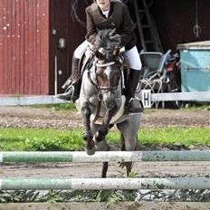 Welsh Pony (sec B) | Gazelle