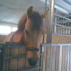 Anden særlig race Magic 