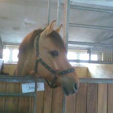 Anden særlig race Magic 