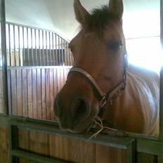 Anden særlig race Magic 