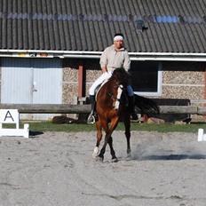 Anden særlig race Bronco - Solgt til Sverig