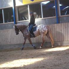 Anden særlig race Onyx ¤SOLGT¤ )':