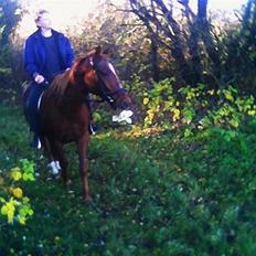 Anden særlig race Bakkebos Champ