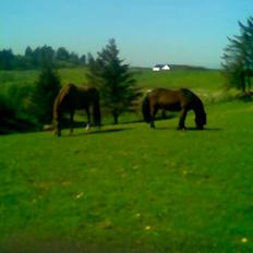 Anden særlig race Bakkebos Champ