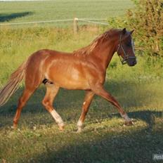 Welsh Pony (sec B) Bjerregårds Xenox 