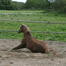 Welsh Pony (sec B) Bjerregårds Xenox 