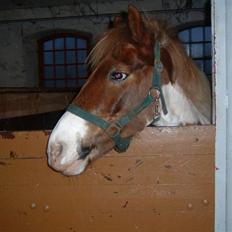 Anden særlig race Indianajones <333 R.I.P