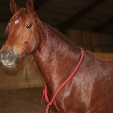 Welsh Cob (sec D) Addyene 