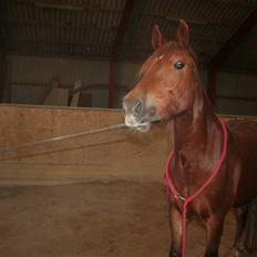 Welsh Cob (sec D) Addyene 