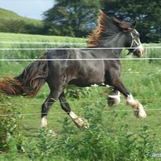 Irish Cob <3White Horse Purple Rain