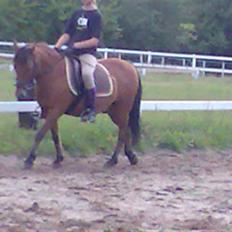 Anden særlig race Bertram